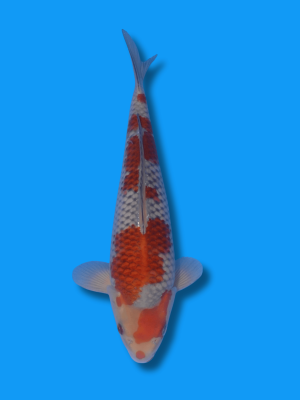 Ochiba Shigure | Koi&Co.